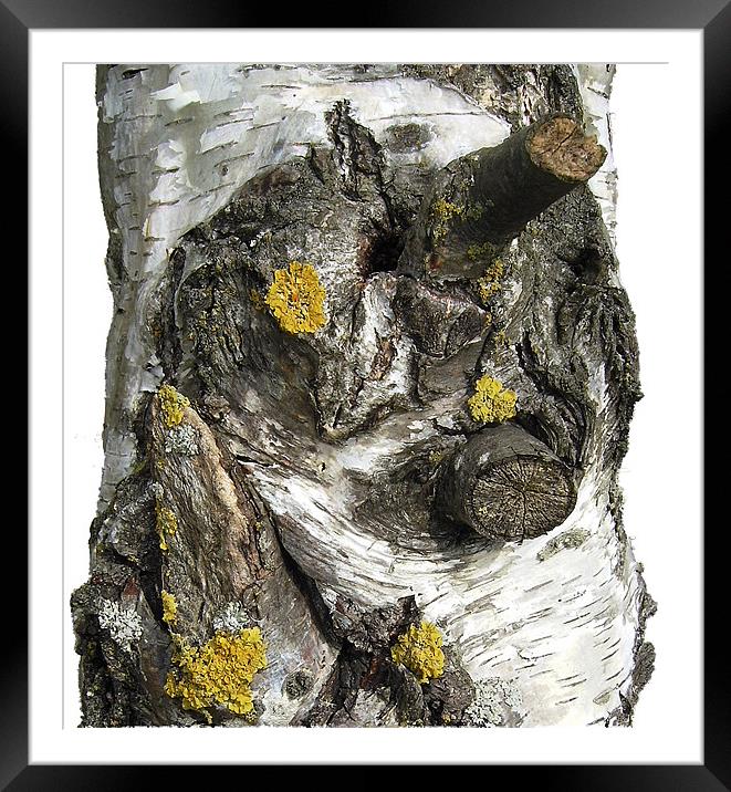 Silver Birch Bark and Knots Framed Mounted Print by Chris Day
