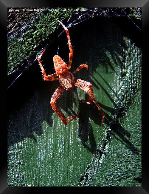 Garden Cross Spider Framed Print by Chris Day