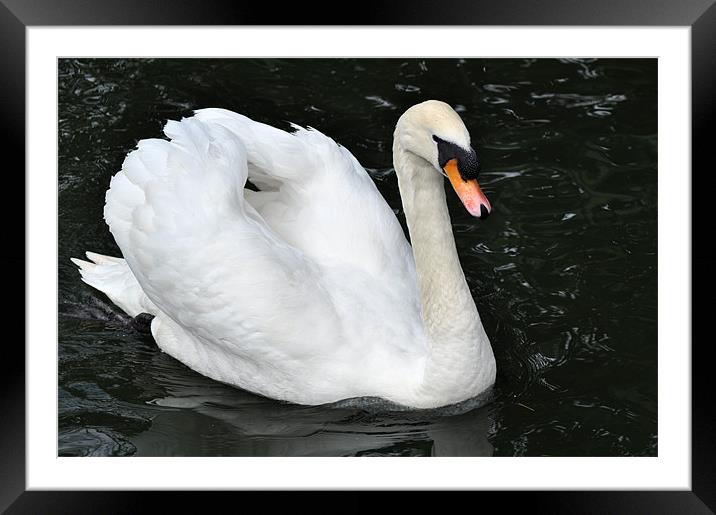 Swan on Parade Framed Mounted Print by Chris Day