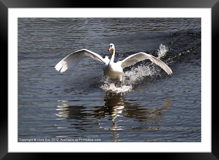 Swan Water Skiing Framed Mounted Print by Chris Day