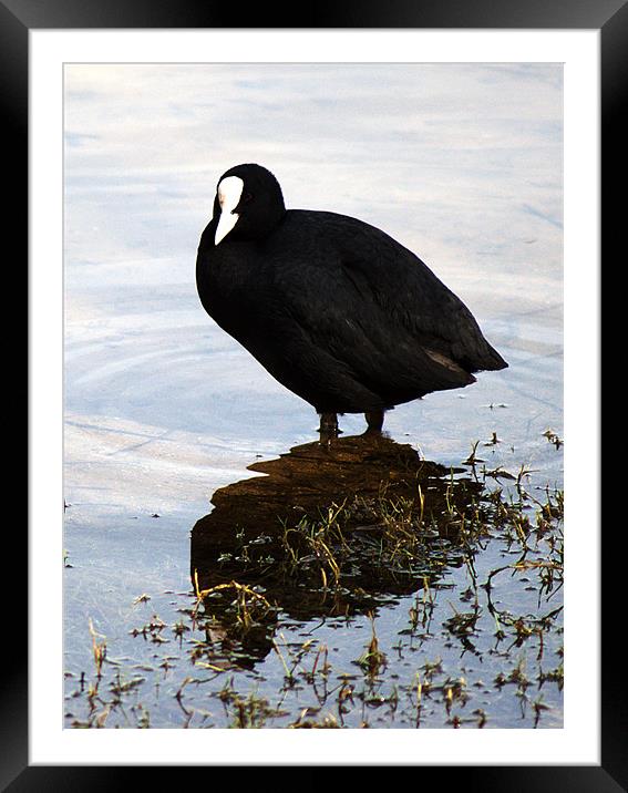 Coot Framed Mounted Print by Chris Day
