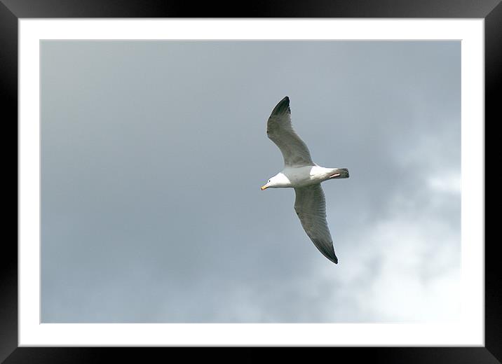 Herring Gull in flight Framed Mounted Print by Chris Day