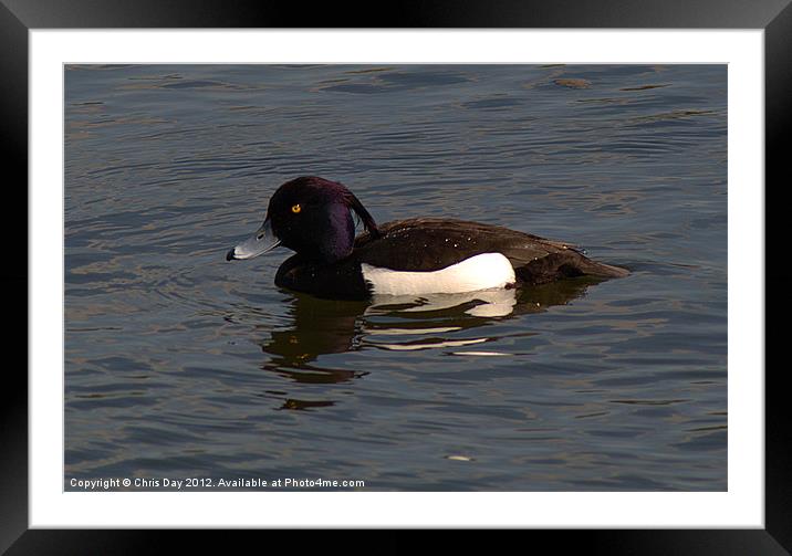 Tufted Duck Framed Mounted Print by Chris Day
