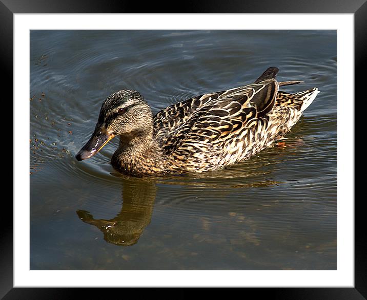 Mallard out for a swim Framed Mounted Print by Chris Day