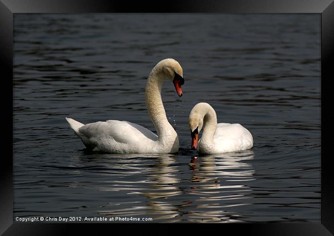 Swans swimming Framed Print by Chris Day