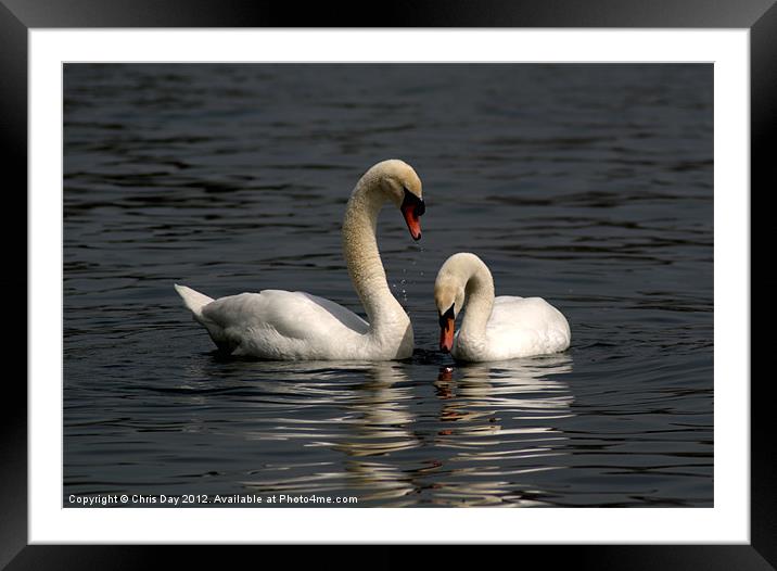 Swans swimming Framed Mounted Print by Chris Day