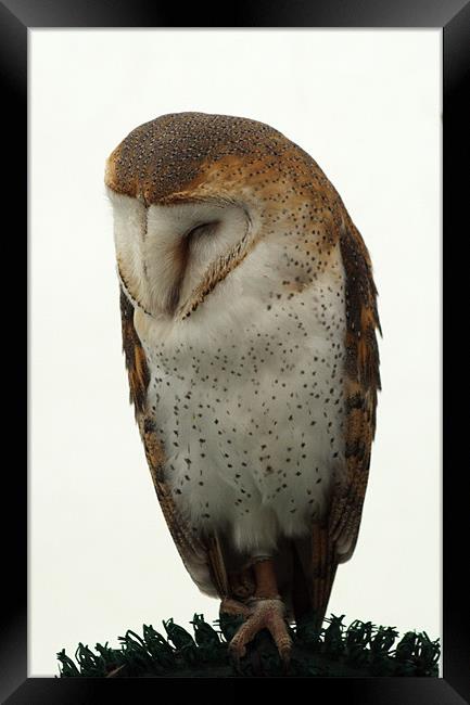 Barn Owl Framed Print by Chris Day
