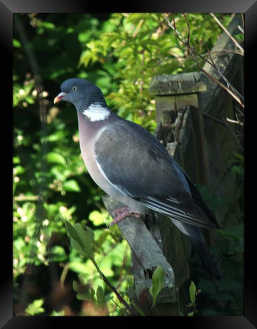 Common Wood Pigeon Framed Print by Chris Day