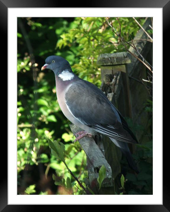 Common Wood Pigeon Framed Mounted Print by Chris Day