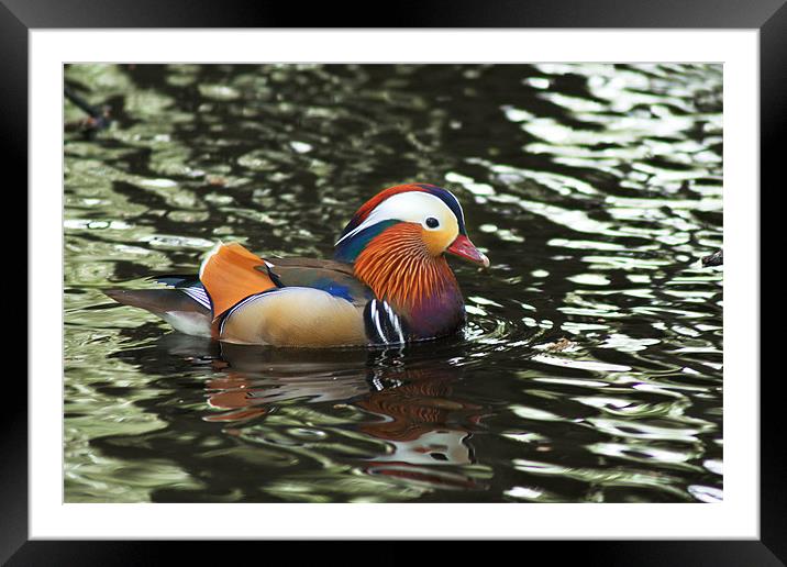Mandarin Duck Framed Mounted Print by Chris Day
