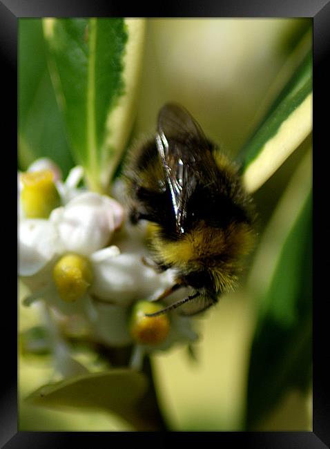 Bee collecting Framed Print by Chris Day
