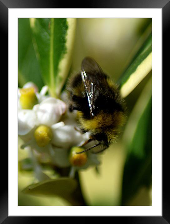 Bee collecting Framed Mounted Print by Chris Day