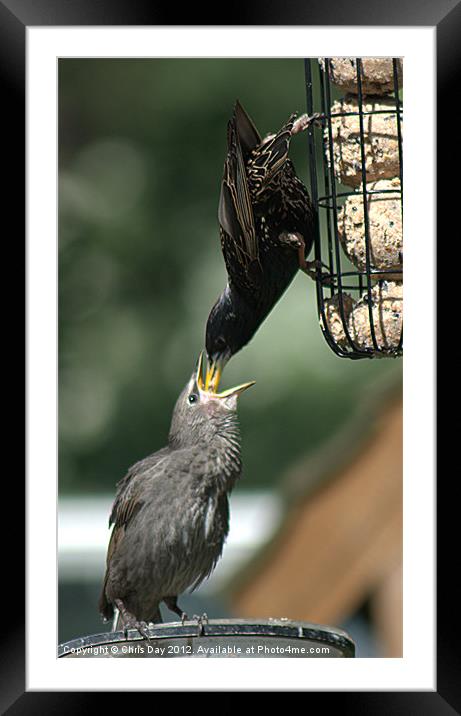 Starling feeding a juvenile Framed Mounted Print by Chris Day
