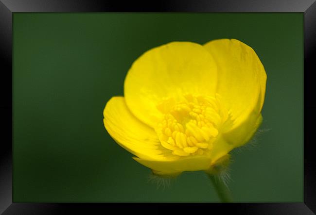 Buttercup Framed Print by Chris Day