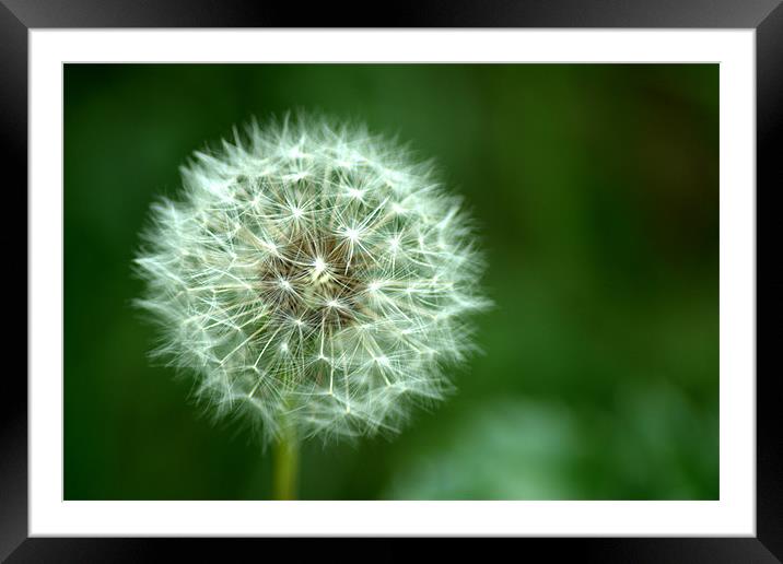 Dandelion seed head 2 Framed Mounted Print by Chris Day