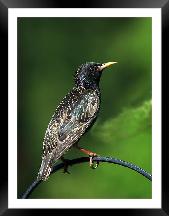 Spotted Starling Framed Mounted Print by Chris Day