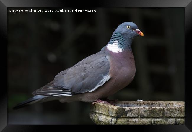 Woodpigeon Framed Print by Chris Day