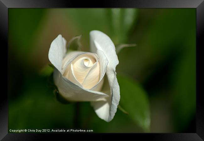 White Rose 2 Framed Print by Chris Day