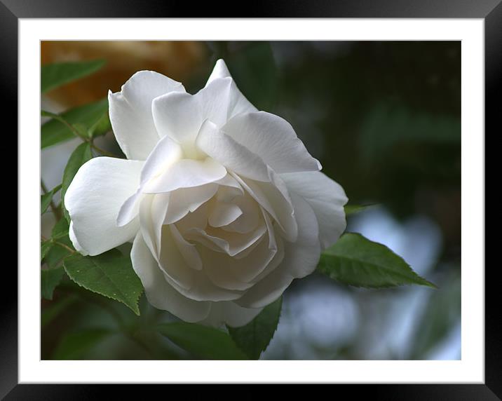 White Rose 3 Framed Mounted Print by Chris Day
