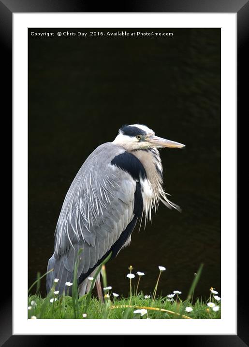 Heron Framed Mounted Print by Chris Day