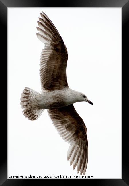 Common Gull in Flight. Framed Print by Chris Day