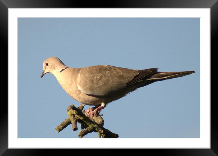 Collared dove Framed Mounted Print by Chris Day