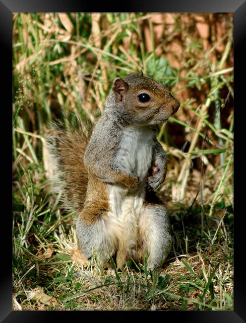 Grey Squirrel Framed Print by Chris Day