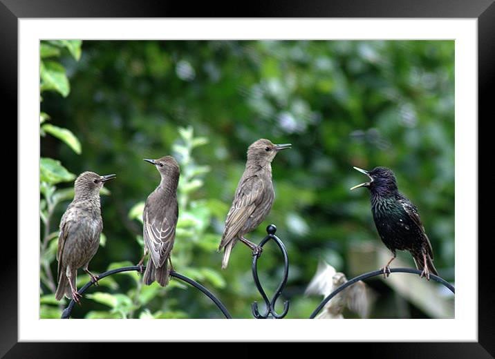 Starling family Framed Mounted Print by Chris Day