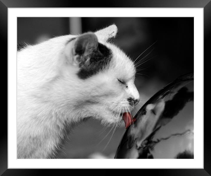 Cat in black and white with his tongue in colour Framed Mounted Print by Chris Day
