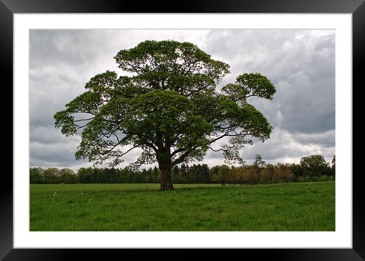 Solitree Framed Mounted Print by Chris Day