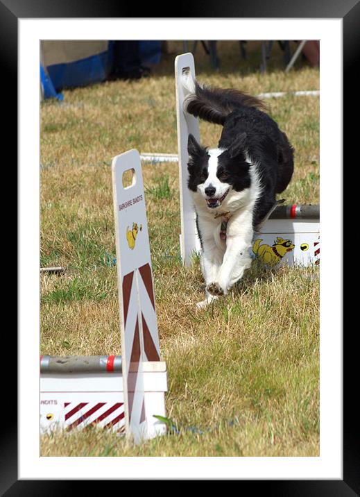 Collie dog in a flyball competition Framed Mounted Print by Chris Day