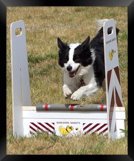 Collie dog in a flyball competition Framed Print by Chris Day