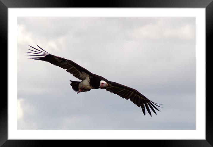 Hooded Vulture in flight Framed Mounted Print by Chris Day