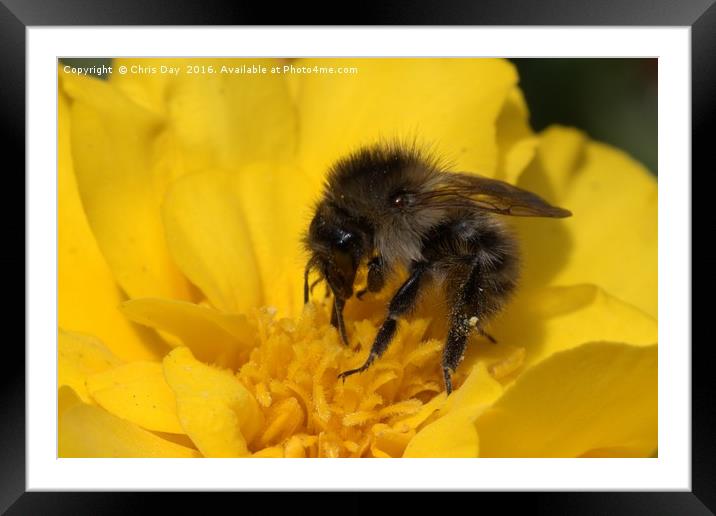 Common Bee Framed Mounted Print by Chris Day