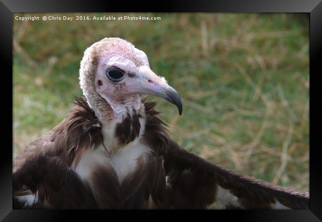 African Hooded Vulture Framed Print by Chris Day