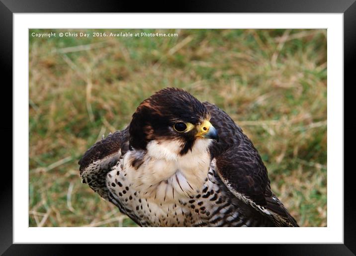 Peregrine Falcon Framed Mounted Print by Chris Day