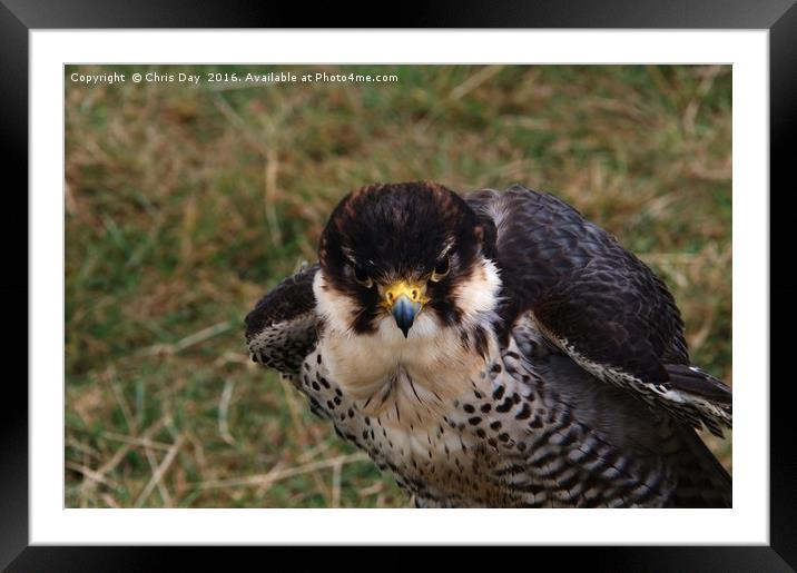 Peregrine Falcon Framed Mounted Print by Chris Day