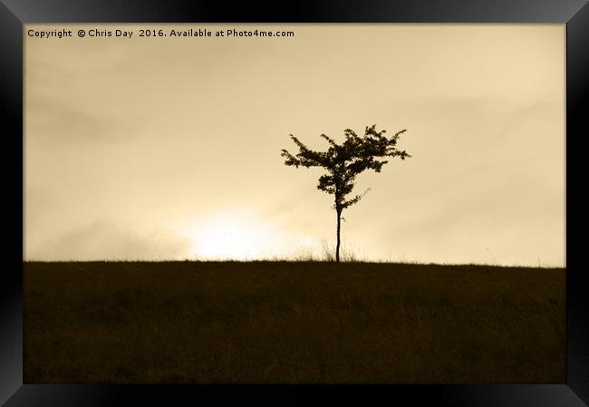 Lone Tree Framed Print by Chris Day