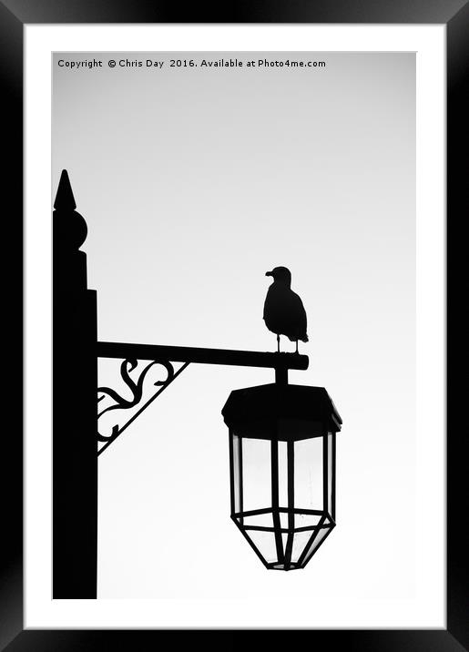 Gull Silhouette Framed Mounted Print by Chris Day