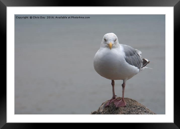 Herring Gull Framed Mounted Print by Chris Day