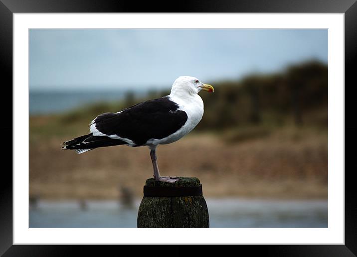Great black backed gull (larus marinus) Framed Mounted Print by Chris Day