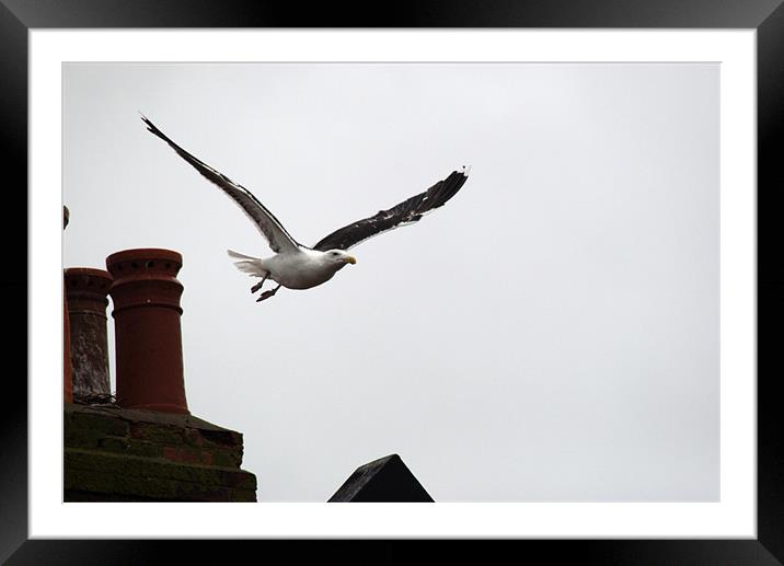 Great black backed gull swoops down Framed Mounted Print by Chris Day