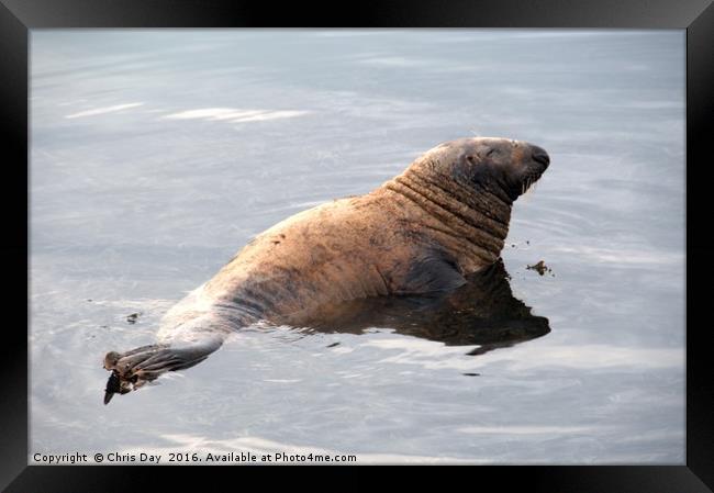 Common Seal  Framed Print by Chris Day