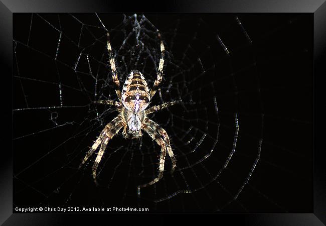 Golden Cross Orb Web Spider 2 Framed Print by Chris Day