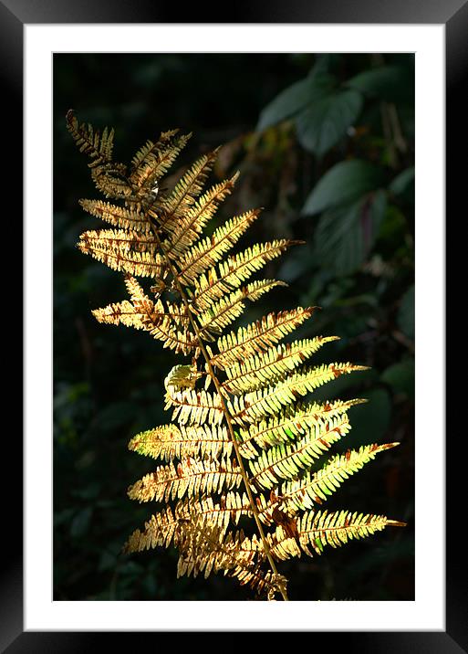 Woodland Fern Framed Mounted Print by Chris Day