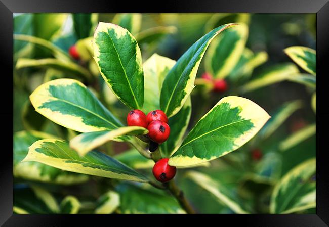 Euonymus in Berry Framed Print by Chris Day