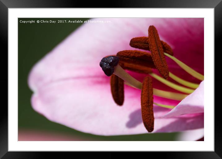 Blueberry Crush Lily Framed Mounted Print by Chris Day