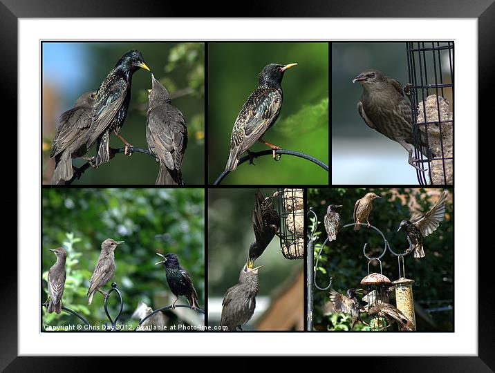 A Collage of Starling images Framed Mounted Print by Chris Day