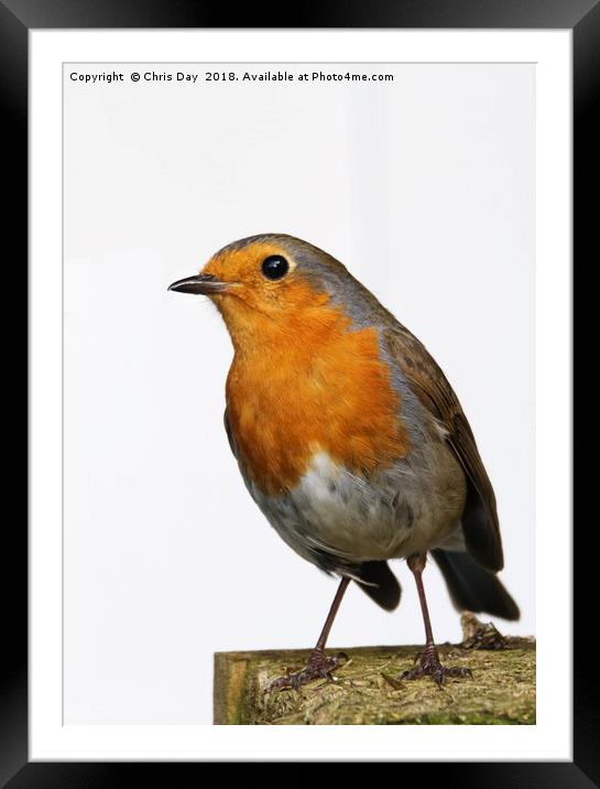 Robin Framed Mounted Print by Chris Day