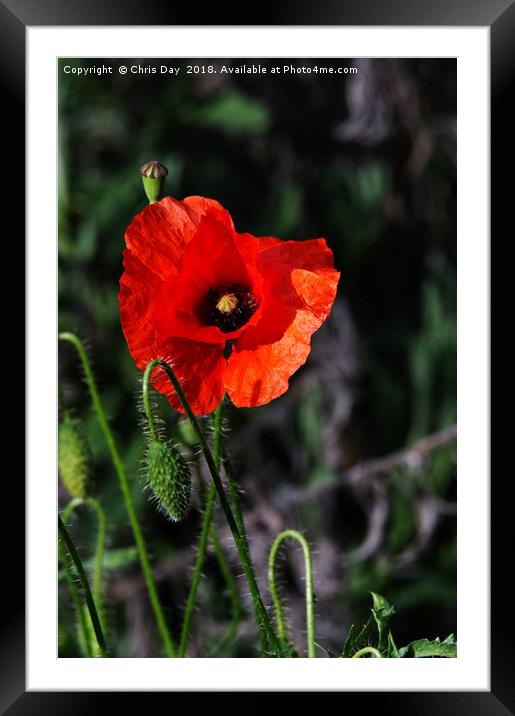 Poppy story Framed Mounted Print by Chris Day